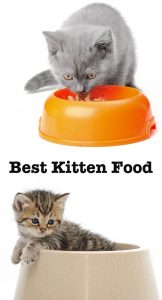 Best Kitten Food - The Top Wet And Dry Kitten Foods