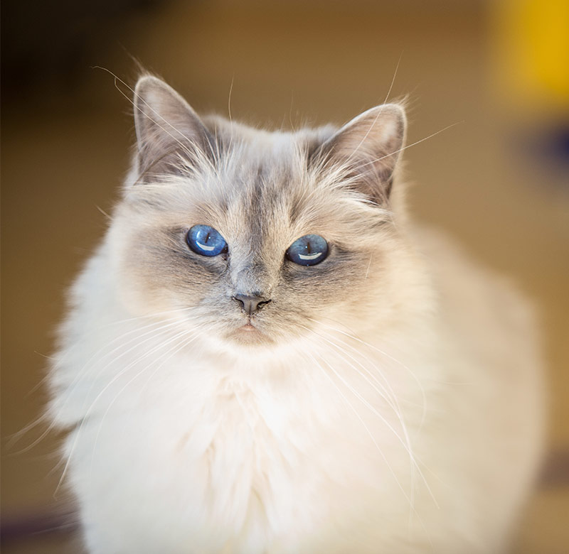 Fluffy Cat Breeds - Discover The Fluffiest Kitties Around!