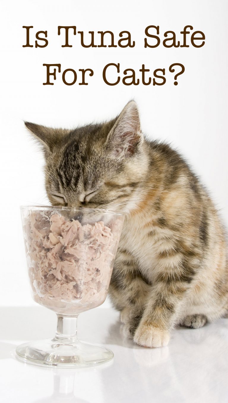 Can Cats Eat Tuna Canned, Raw, Or As A Main Part Of Their Diet?