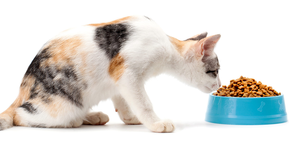 best cat food for indoor kittens