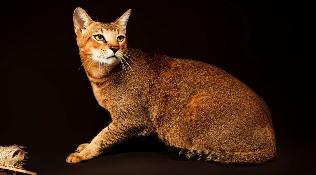 The Chausie Cat - A Guide To This Exotic Cat Hybrid