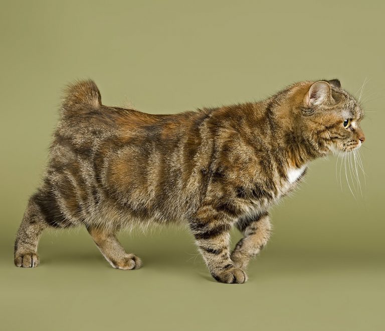 The Cymric Cat Breed - A Complete Guide To A Beautiful Breed