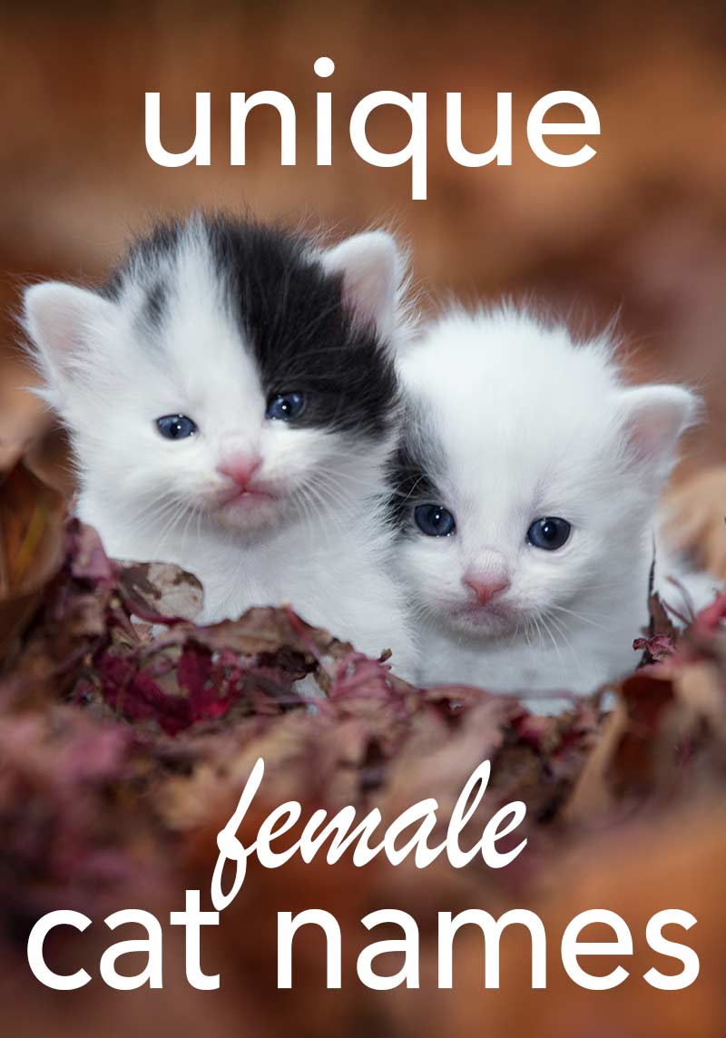 Unique Female Cat Names - The Best Original Girl Kitty Names