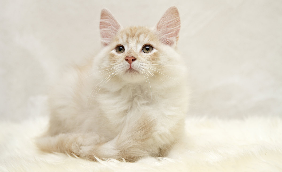 white cat breeds - norwegian forest cat