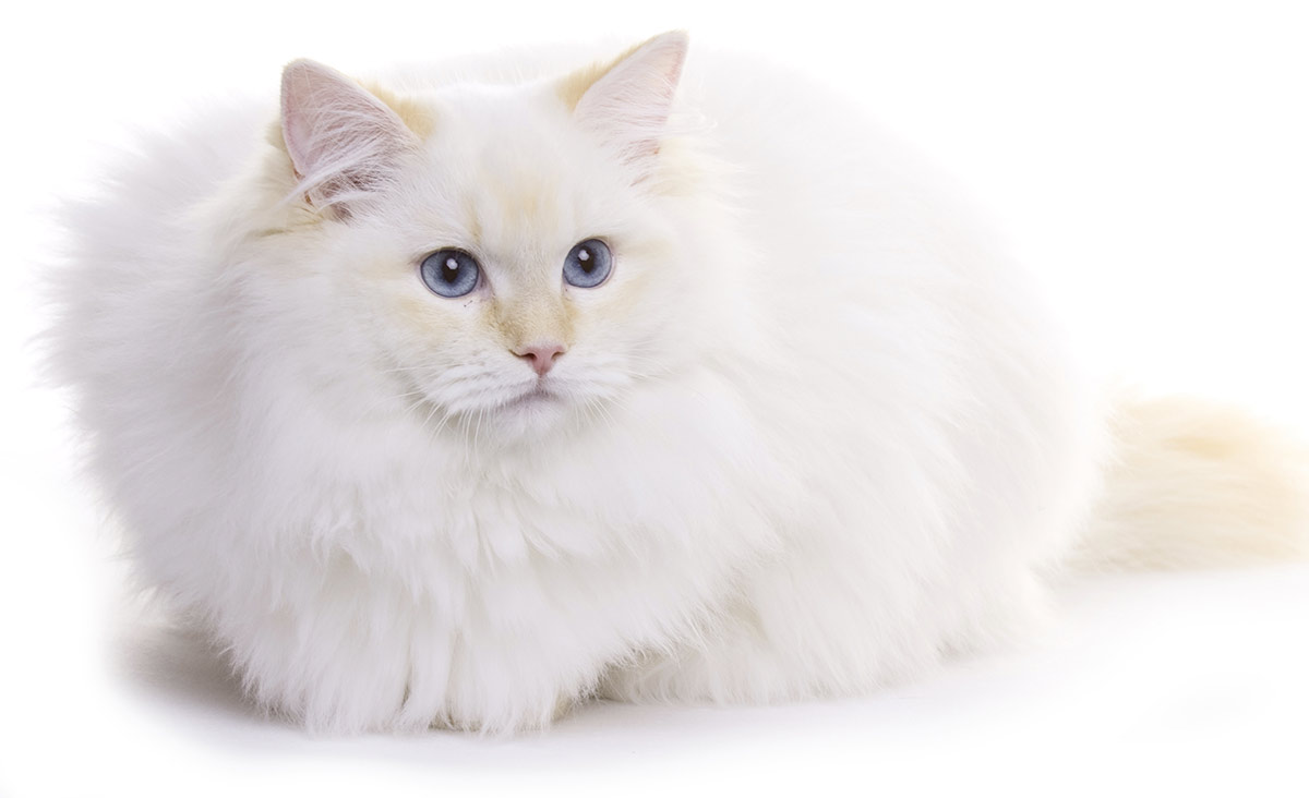 Rasy kotów białych - ragdoll