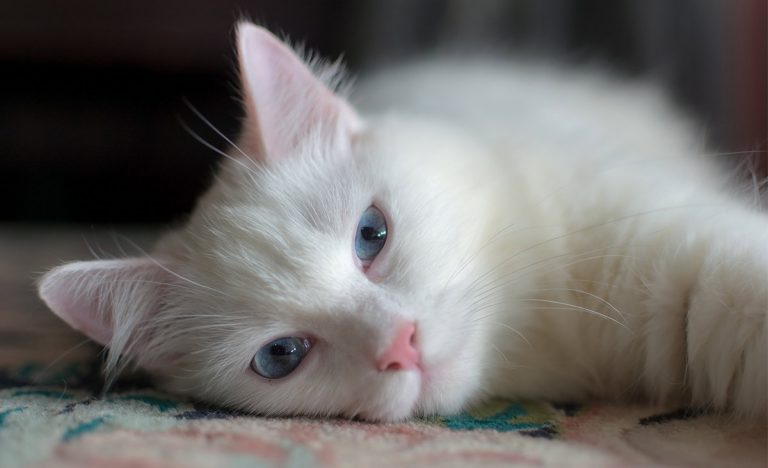 White Cat Breeds - The Most Popular White Cat Breeds And Their Care