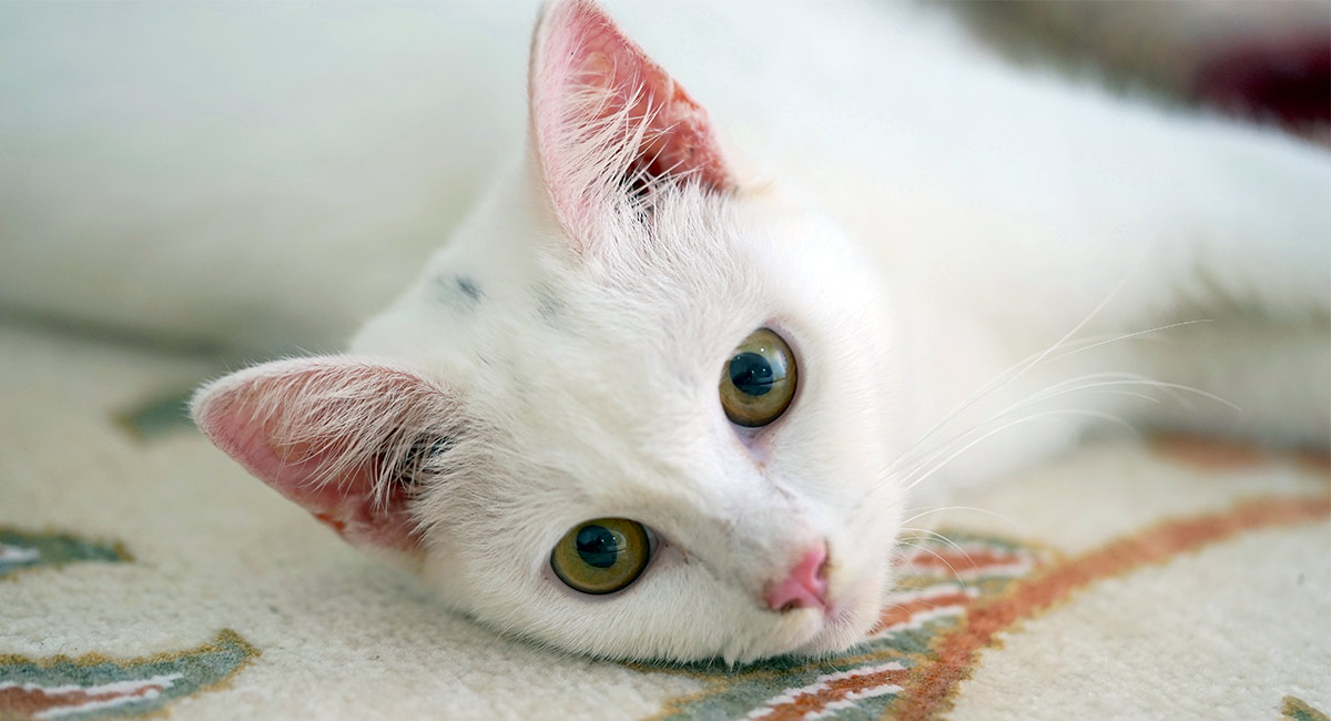 35 Incredibly Cool White Cat Facts To Wow Your Friends With