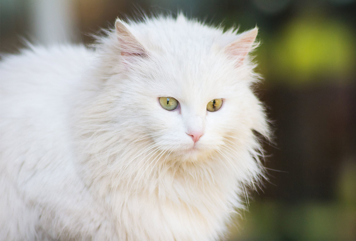 white cat facts