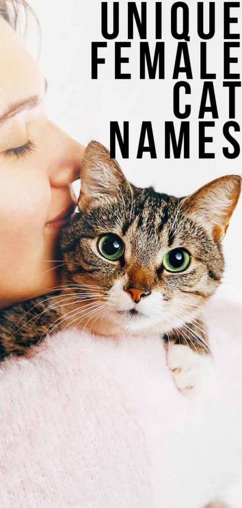 unique-female-cat-names-the-best-original-girl-kitty-names