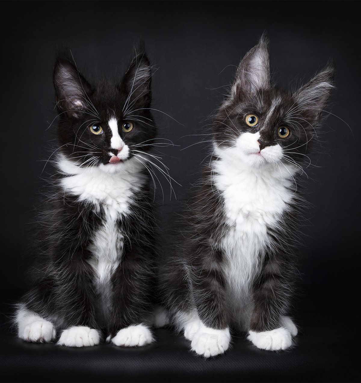 Black And White Maine Coon » Technicalmirchi