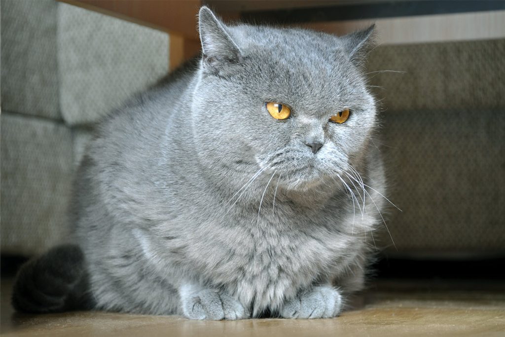 flat-faced-cats-investigating-brachycephalic-cat-breeds-fuzionella