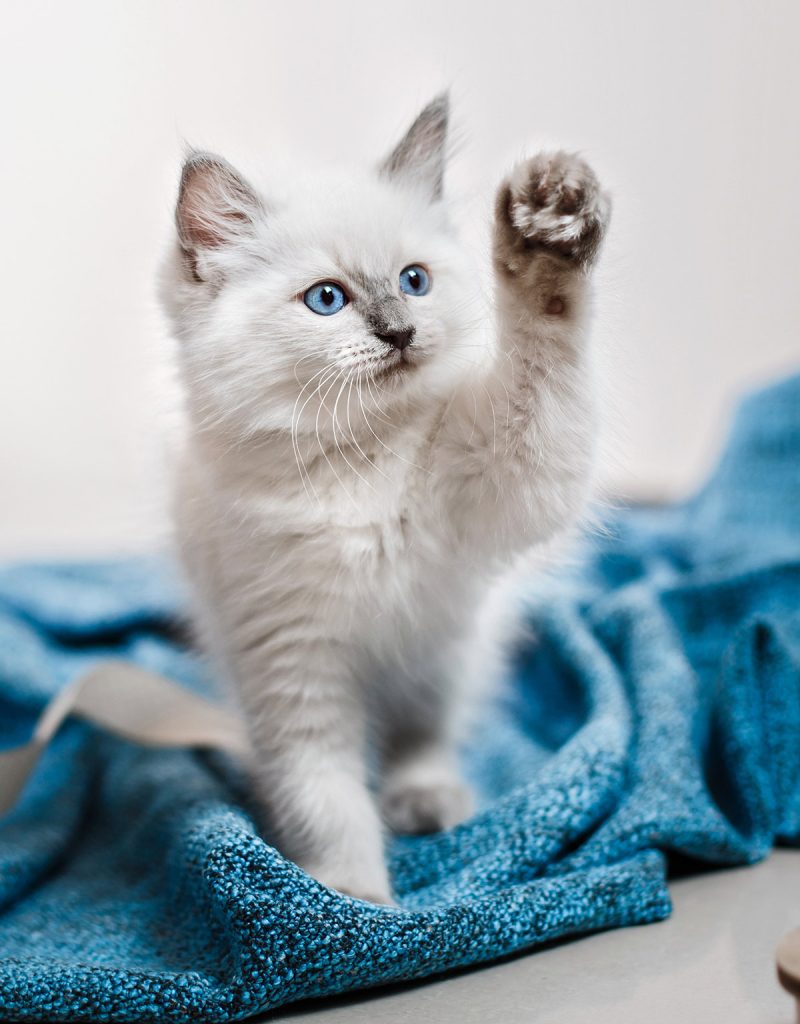 When Do Cats Stop Growing? A Complete Guide To Kitten Growth