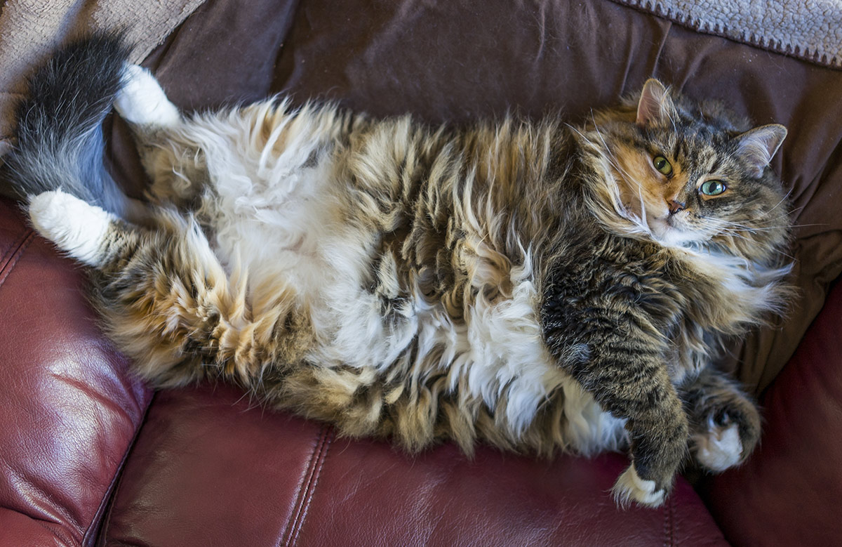 Explore Our Stunning Collection of Maine Coon Cat Images