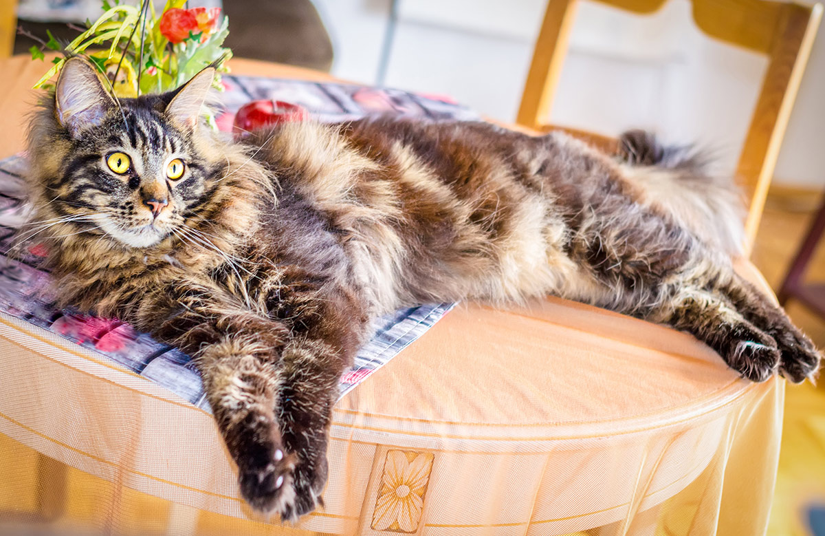 Pictures of large Maine Coons