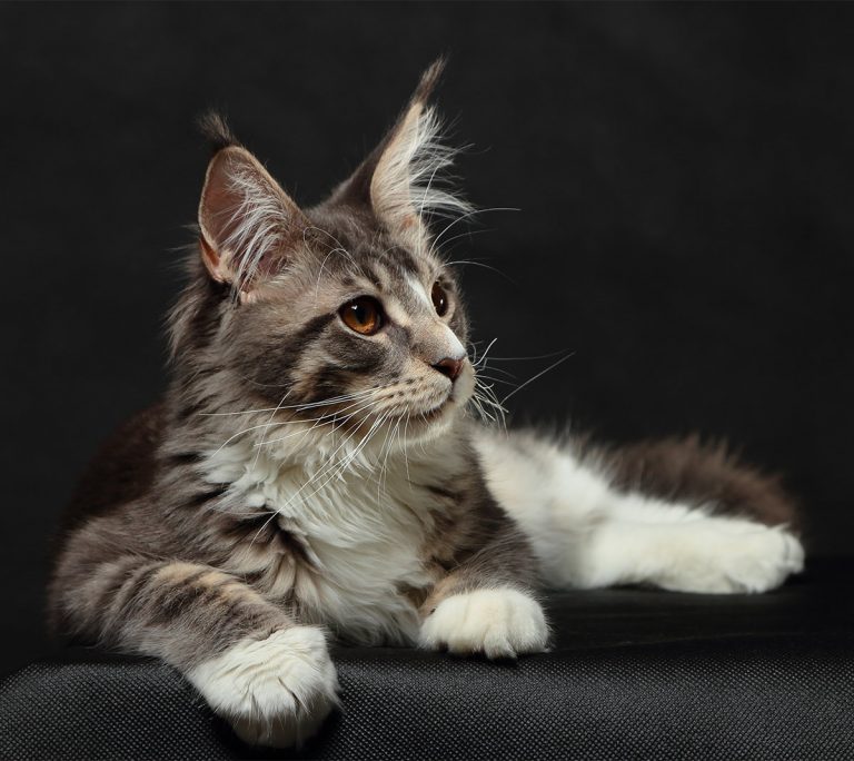 Check Out Our Beautiful Gallery Of Pictures Of Maine Coon Cats