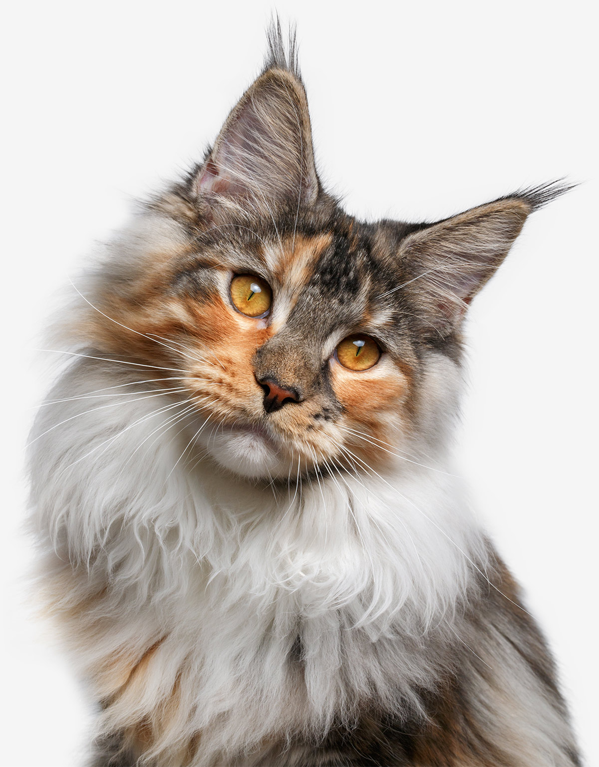 Maine Coon cat pictures