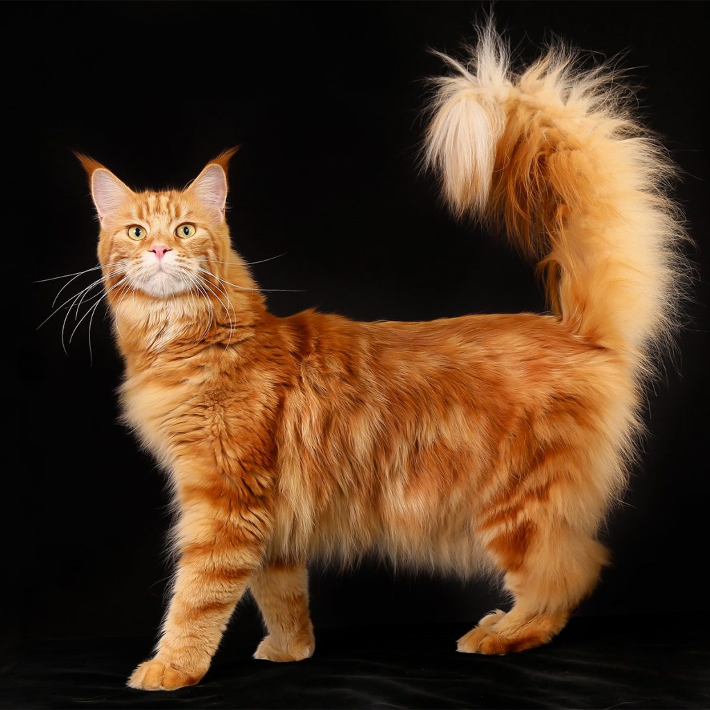 View Our Magnificent Collection of Maine Coon Cat Pictures ...