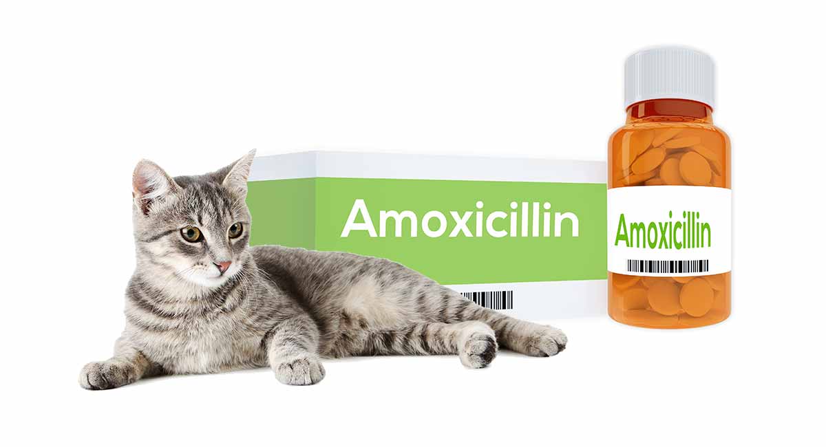 Amoxicillin For Cats HC Long 