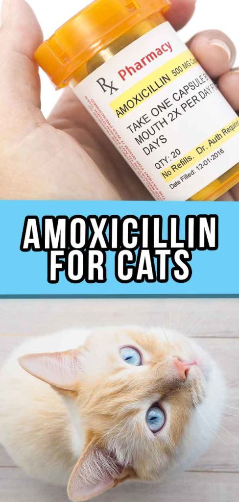 amoxicillin-for-cats-how-it-works-dosage-and-side-effects