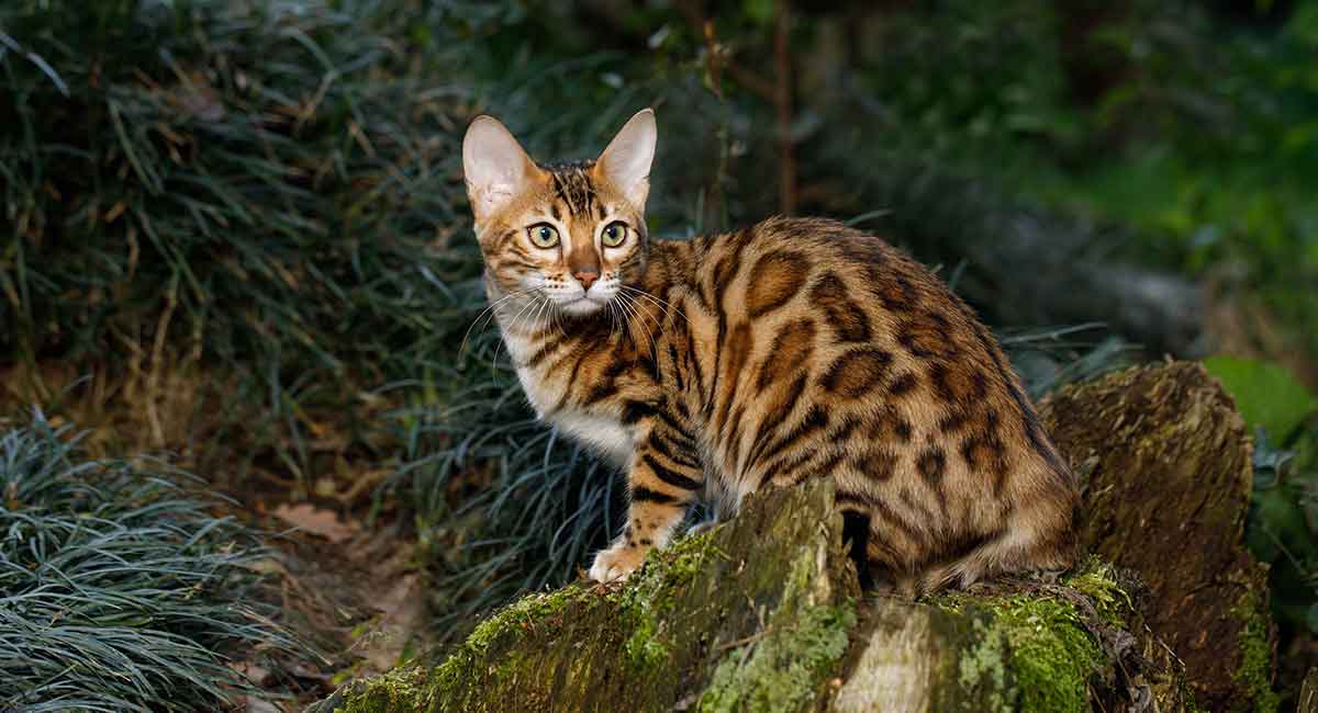 lynx cat breed