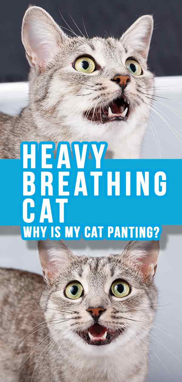 cat breathing heavy not eating