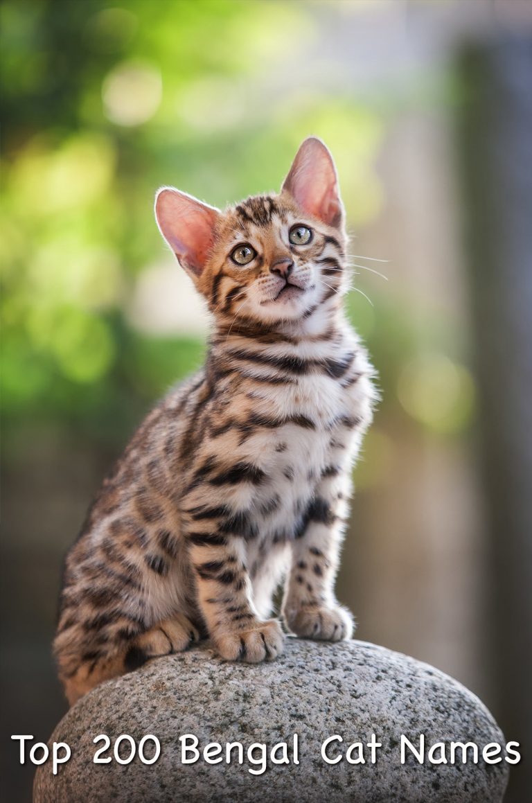 Bengal Cat Names 200 Ideas For Naming Your Male or Female