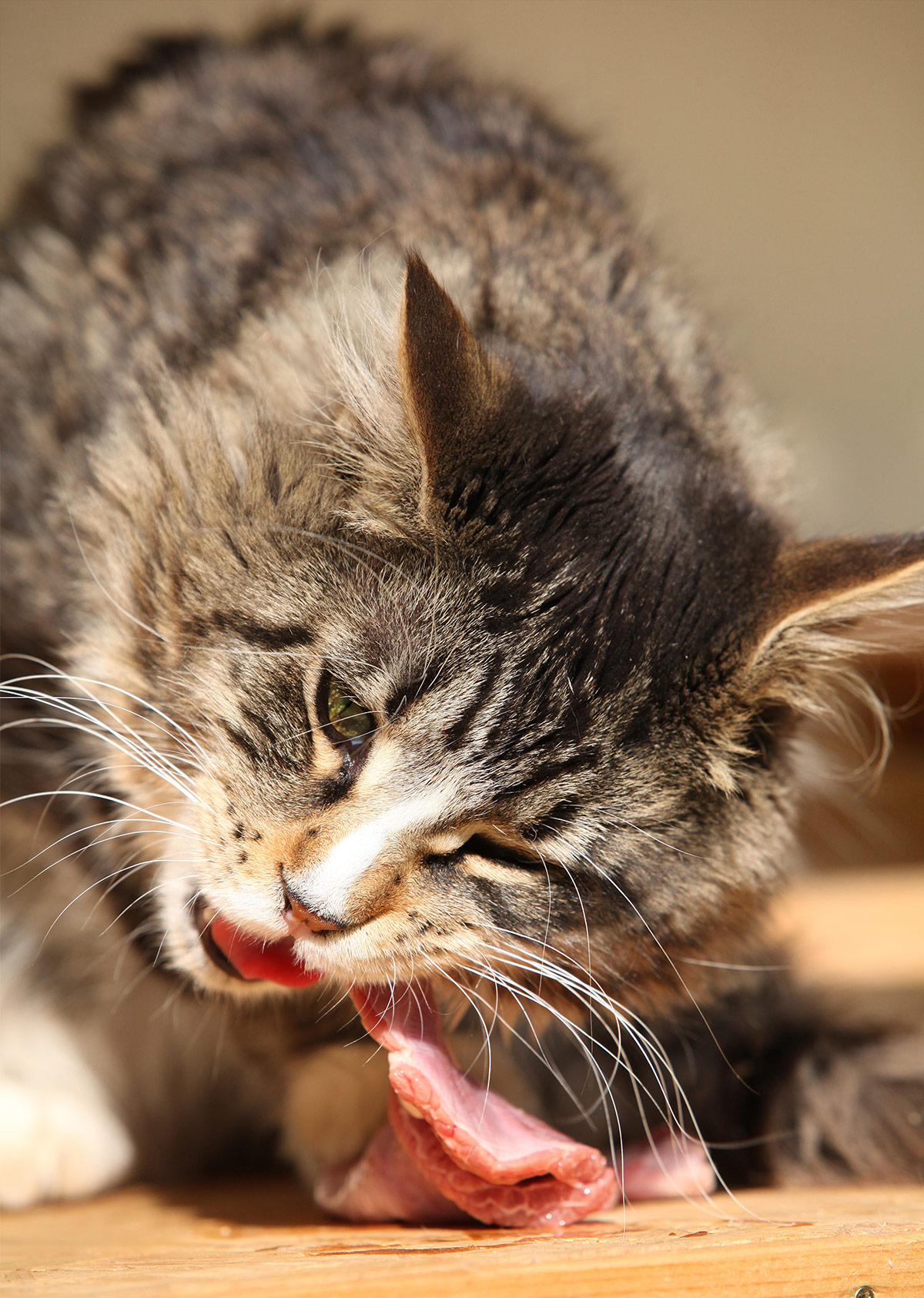 Raw Cat Food How To Safely Feed Your Kitty A Raw Diet