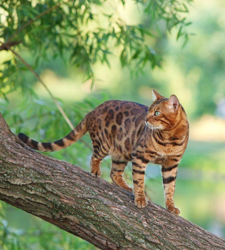 bengal-cat-names-200-ideas-for-naming-your-male-or-female