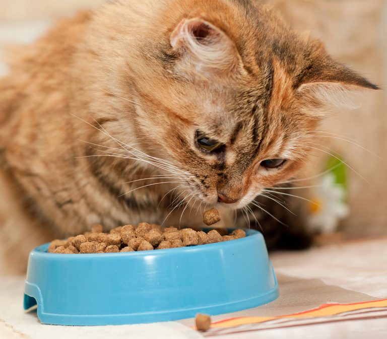 your-guide-to-the-very-best-diabetic-cat-food