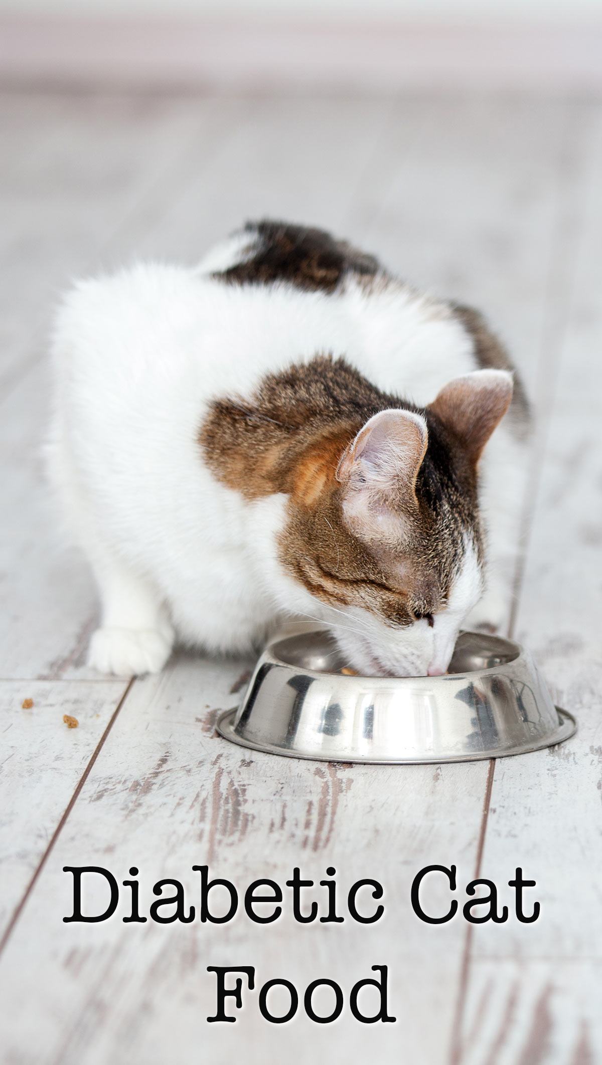 wet cat food for diabetic cats