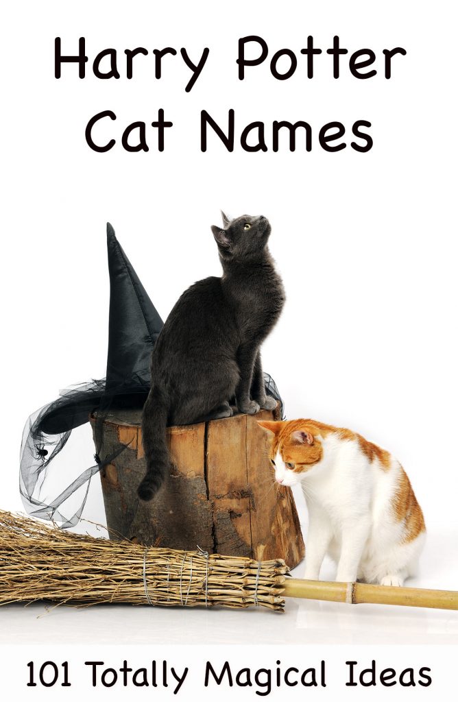 Harry Potter Cat Names - 200 Magical Names From The Potterverse