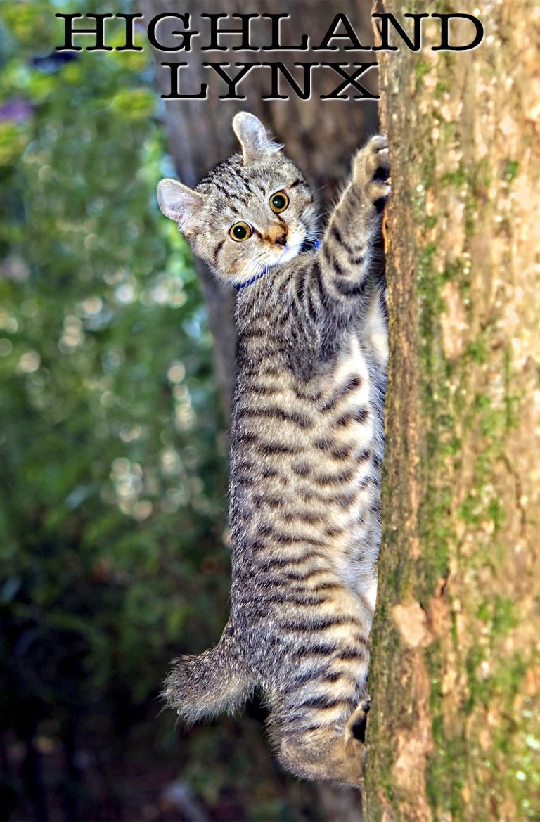 polydactyl highland lynx