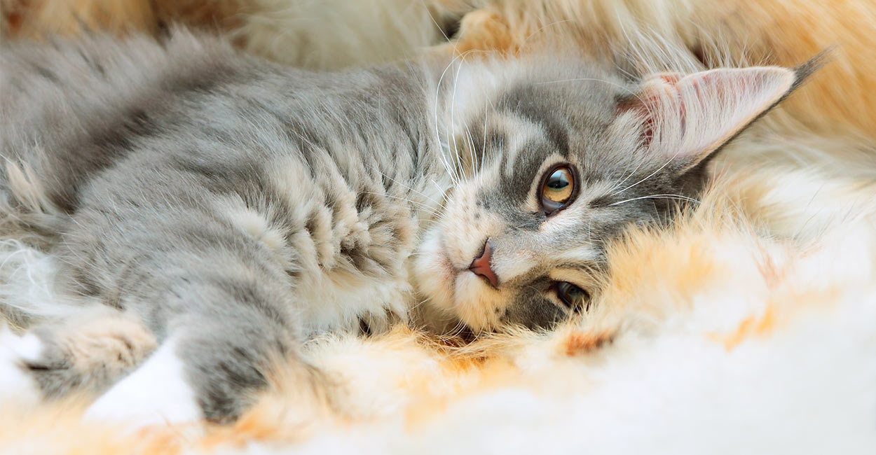 200 Wonderful Maine Coon Cat Names – Fuzionella
