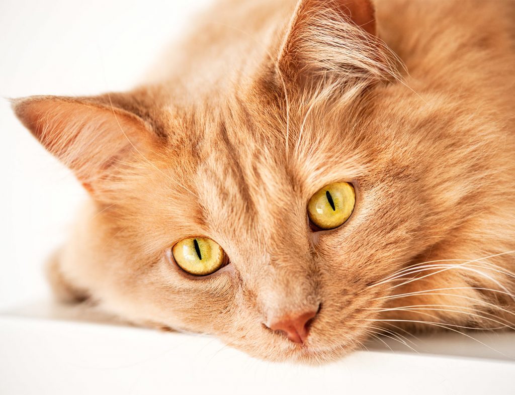 metacam-for-cats-a-pet-owners-guide-to-use-dosage-and-side-effects