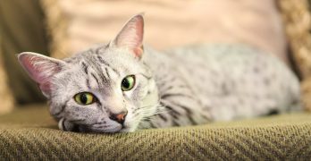 Metacam For Cats - A Pet Owners' Guide To Use, Dosage And Side Effects