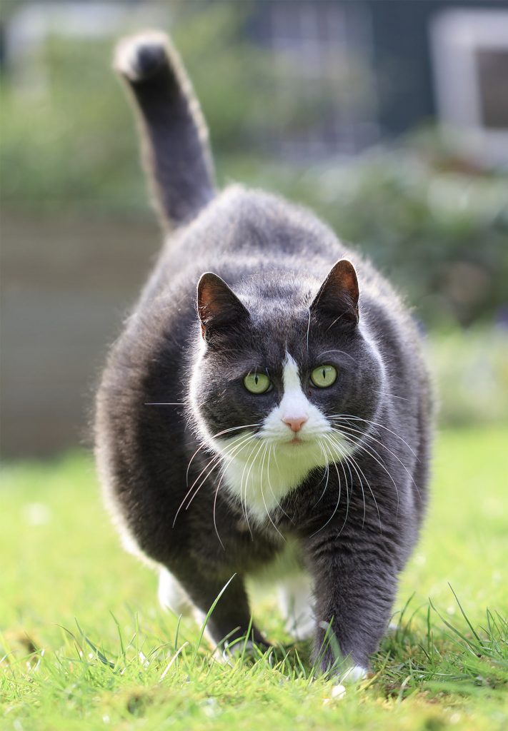 Overweight Cat Spotting The Signs And Helping Fat Cats To Lose Weight