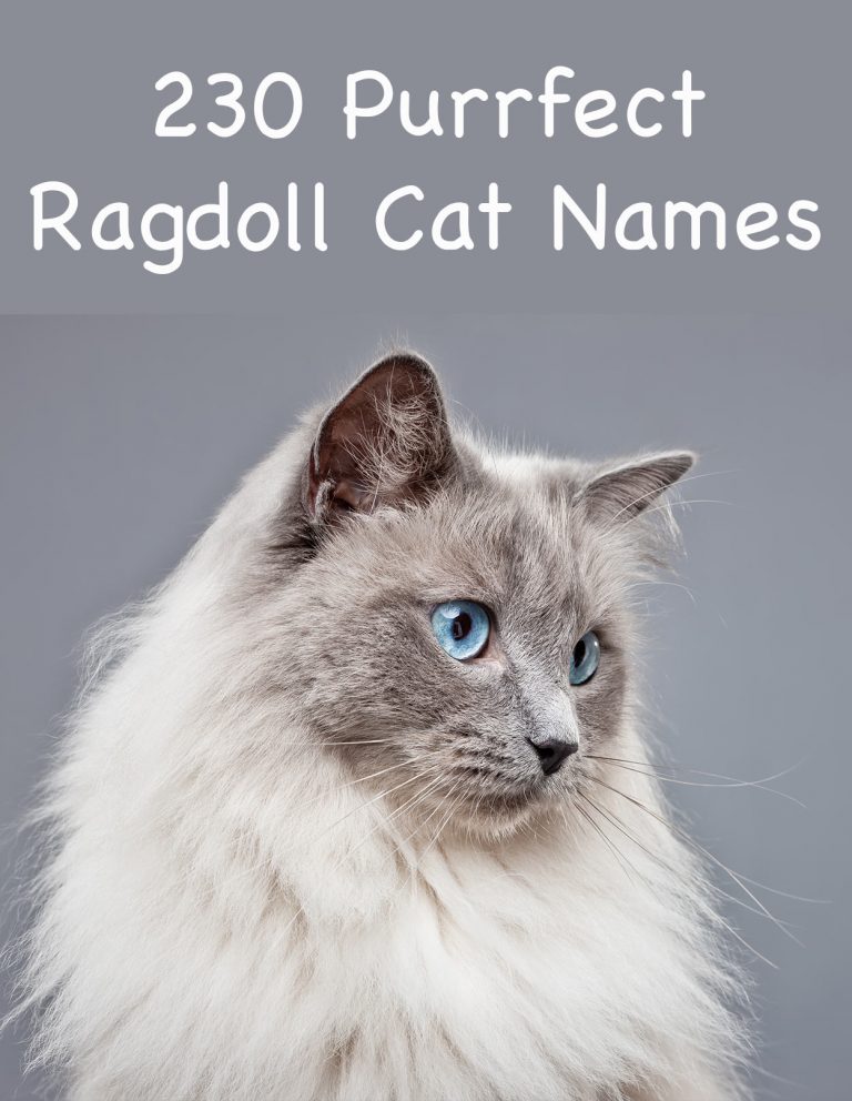 230 Ragdoll Cat Names