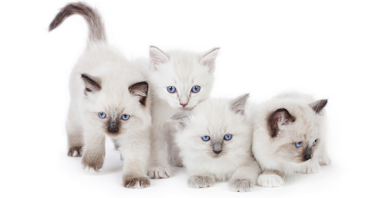 white ragdoll kitten with blue eyes