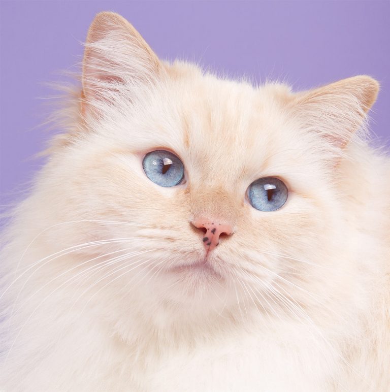 230 Ragdoll Cat Names