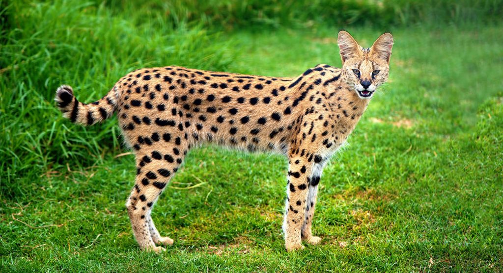 cats-that-look-like-leopards-domestic-breeds-that-look-like-big-cats