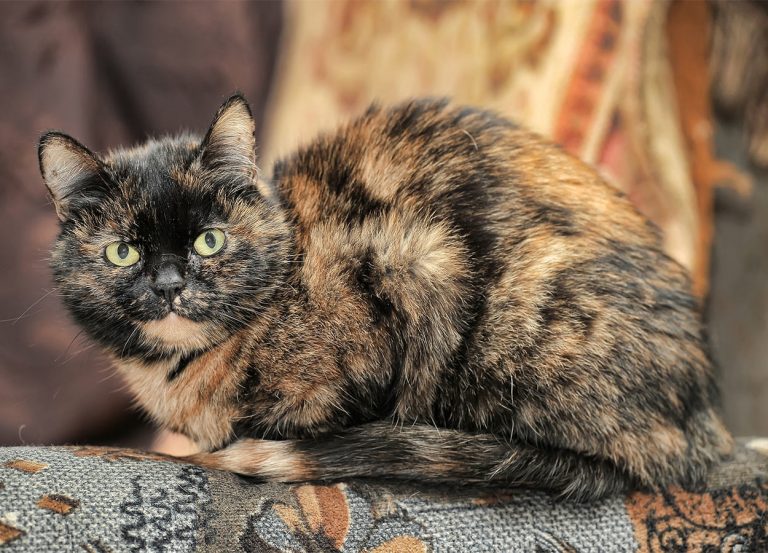 Tortoiseshell Cat: Over 30 Fascinating Facts About Tortie Cats