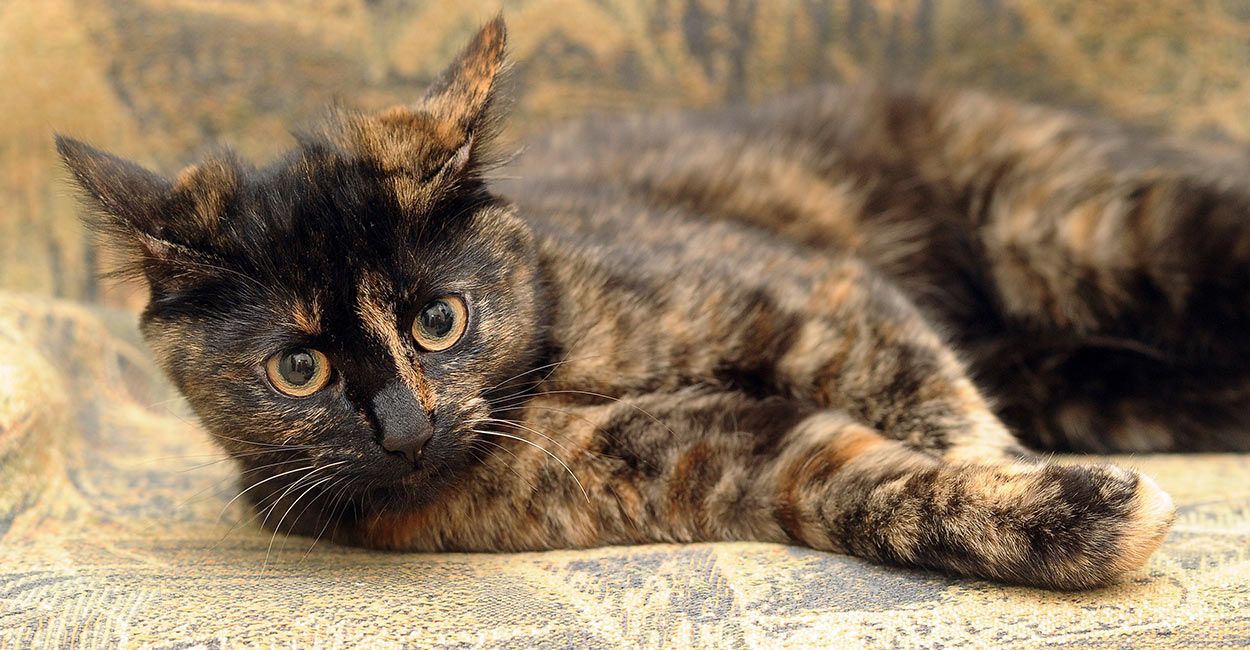 personality of calico and tortoiseshell cats
