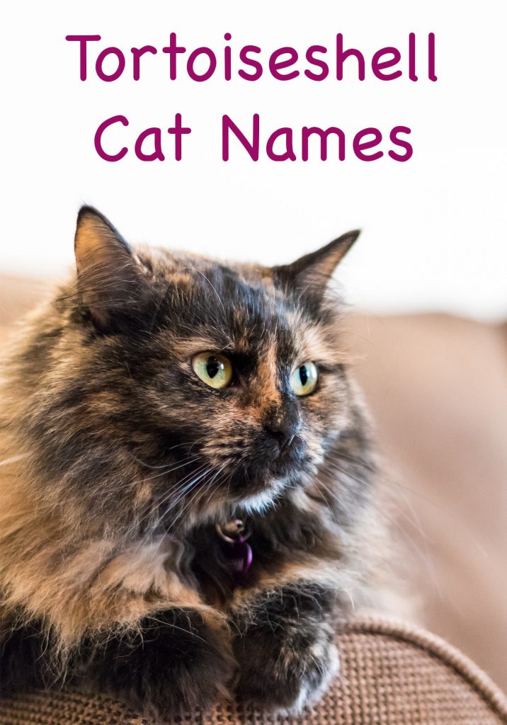 210-terrific-tortoiseshell-cat-names-unique-cute-and-fun-ideas