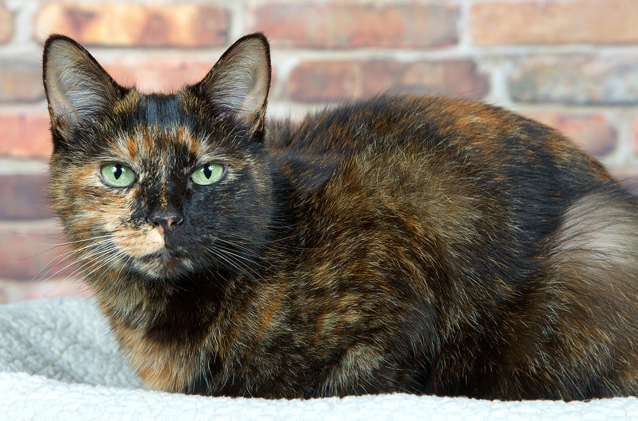 different kinds of tortoiseshell cats calico weird