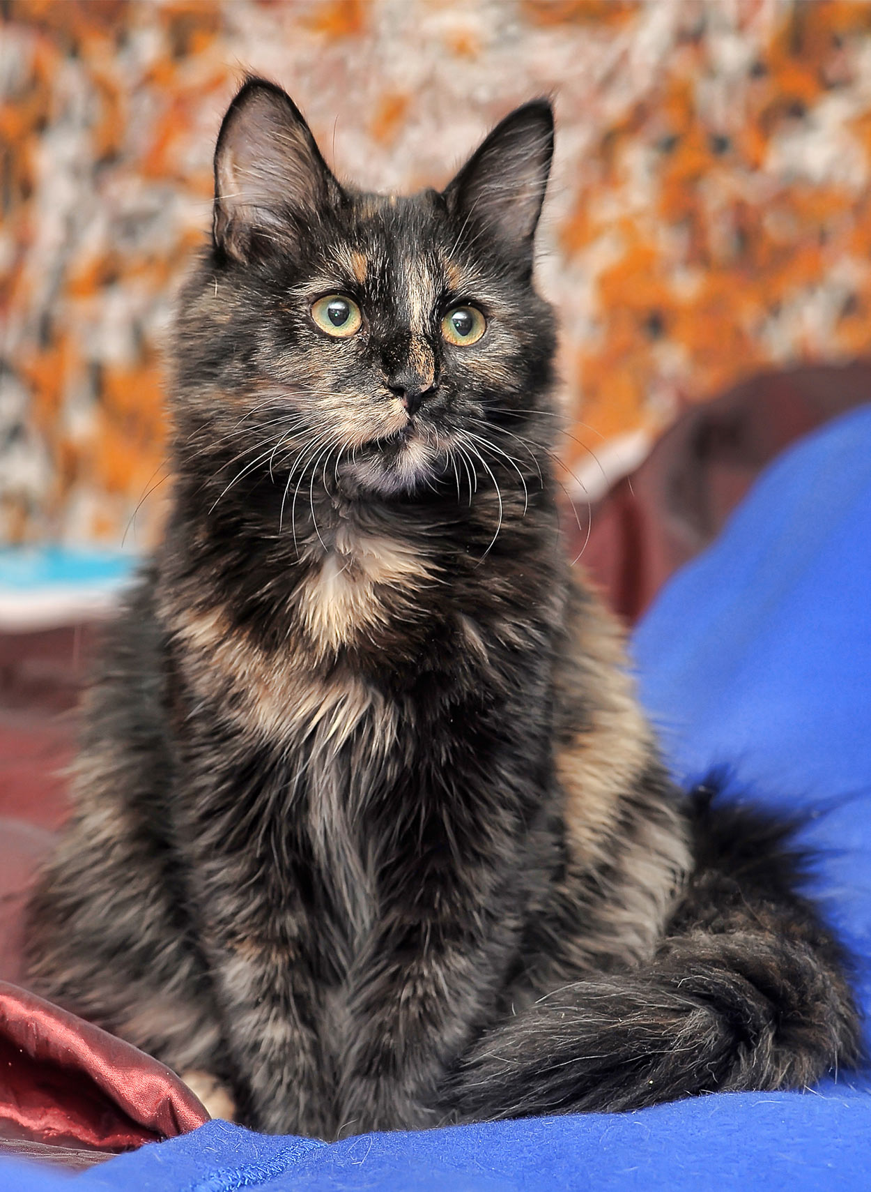 8+ Facts About Tortoiseshell Cats [Personality, History, Health