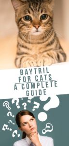 Baytril for Cats - Dosage, Uses and Side Effects