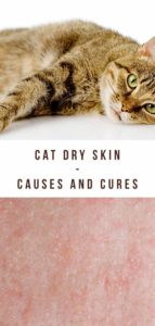 Cat Dry Skin - Causes And Cures For Cat Skin Problems and Allergies