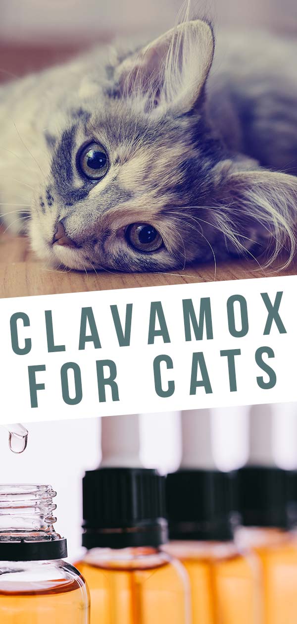 Clavamox for Cats A Guide To Uses, Dosage and Side Effects