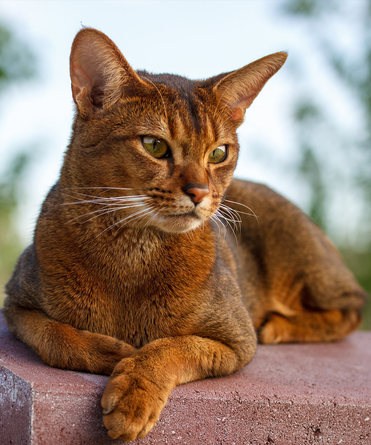 Abyssinian Cat Names 115 Beautiful Ideas