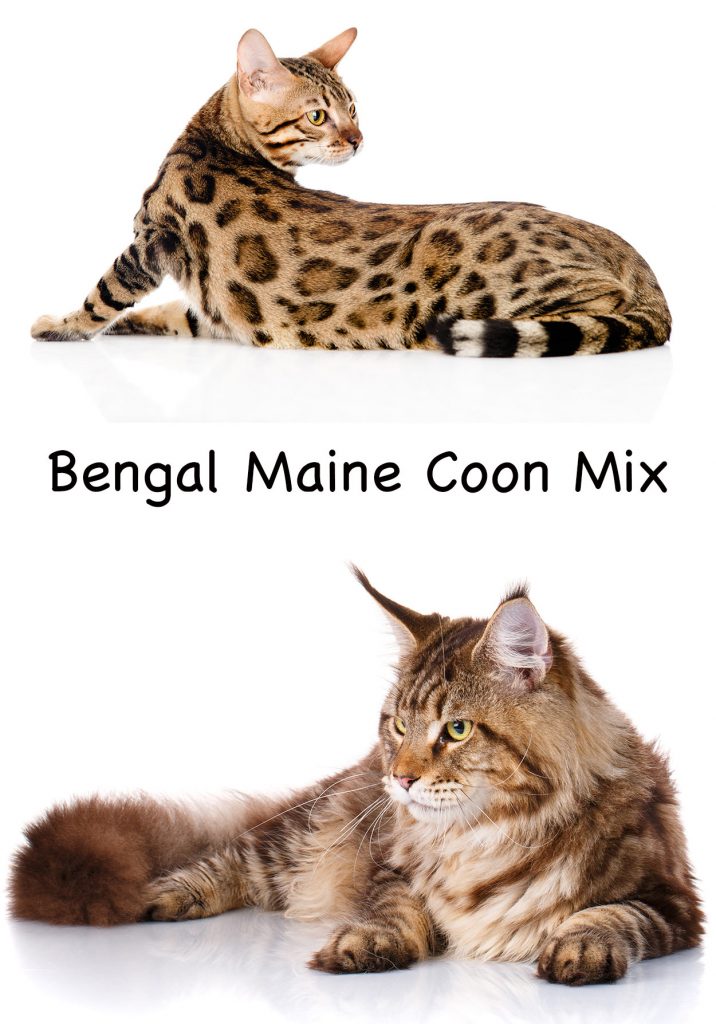 Bengal Maine Coon Mix